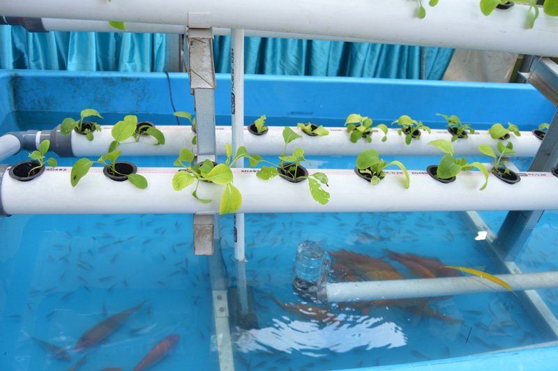 Acuaponía: Cultivo de plantas y peces en un solo sistema