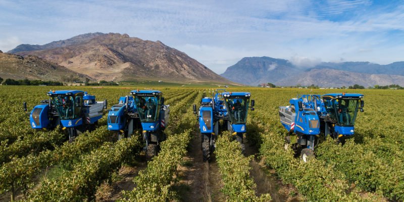 Revolución en viticultura: Vendimia mecanizada y su impacto